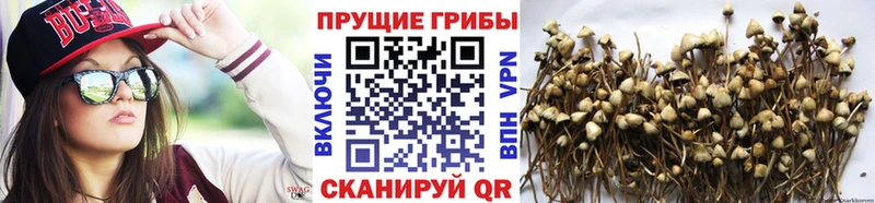 Псилоцибиновые грибы Psilocybine cubensis  Гуково 